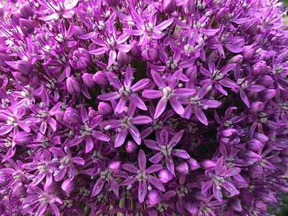 purple flowers, close up of an allium